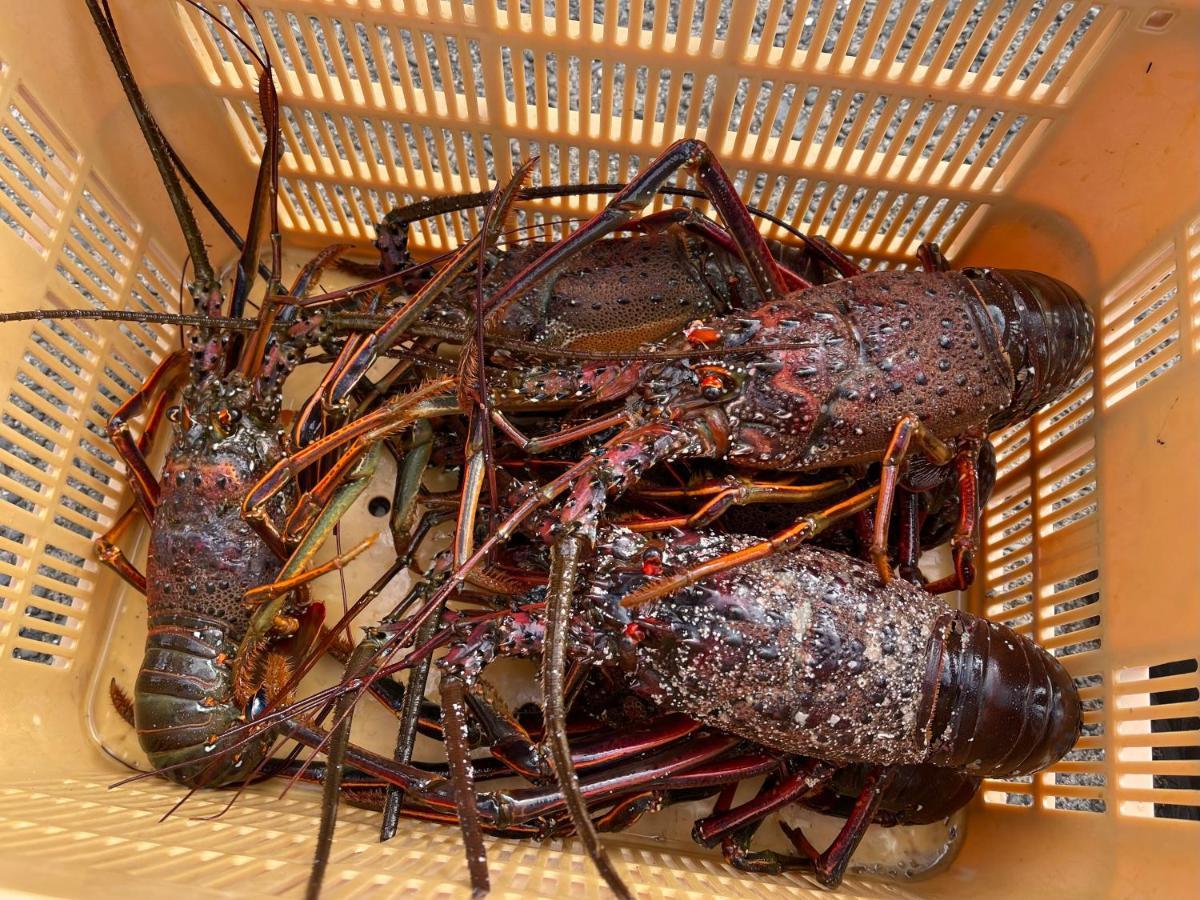 皆様お宿　海風 시라하마 외부 사진